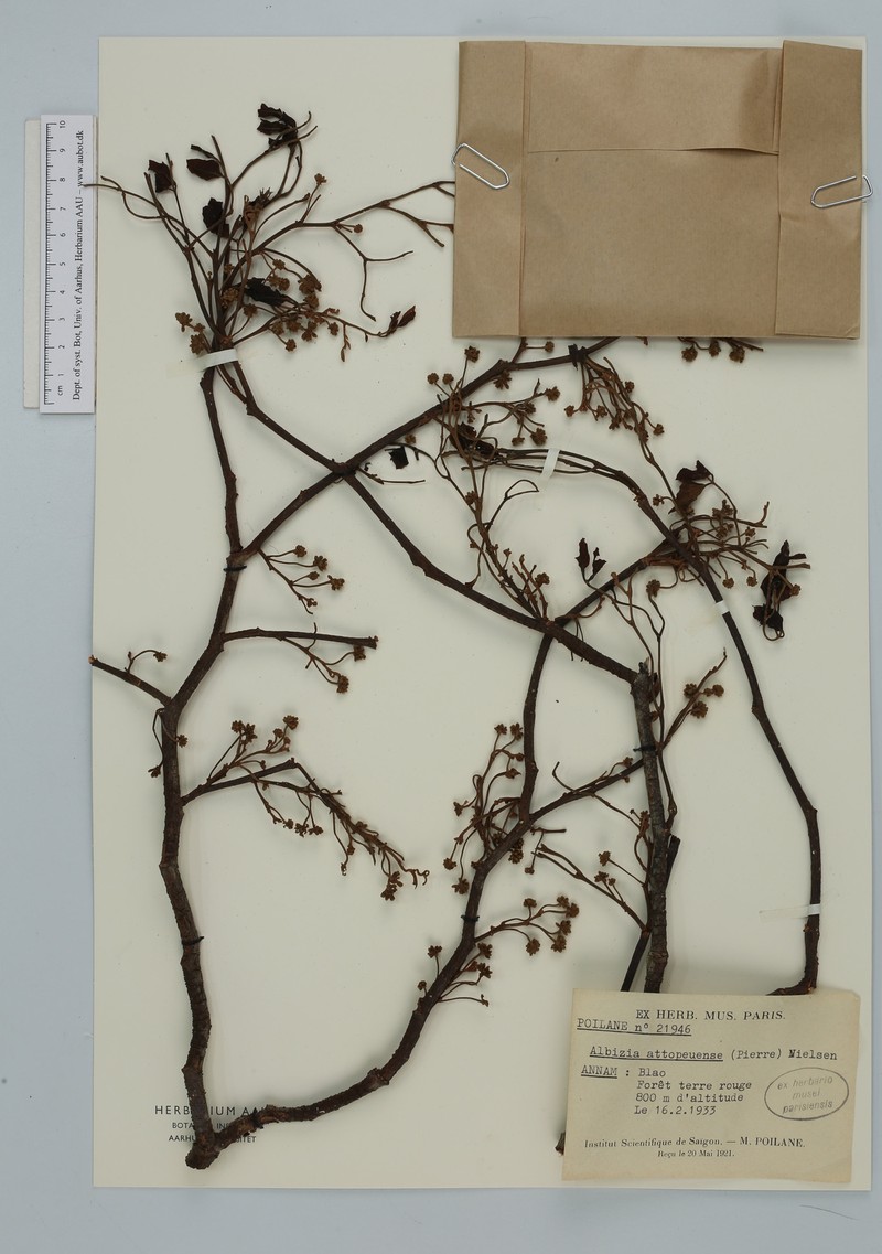 Albizia attopeuensis photo 3