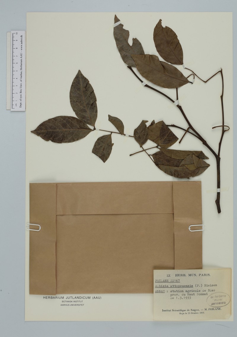 Albizia attopeuensis photo 4