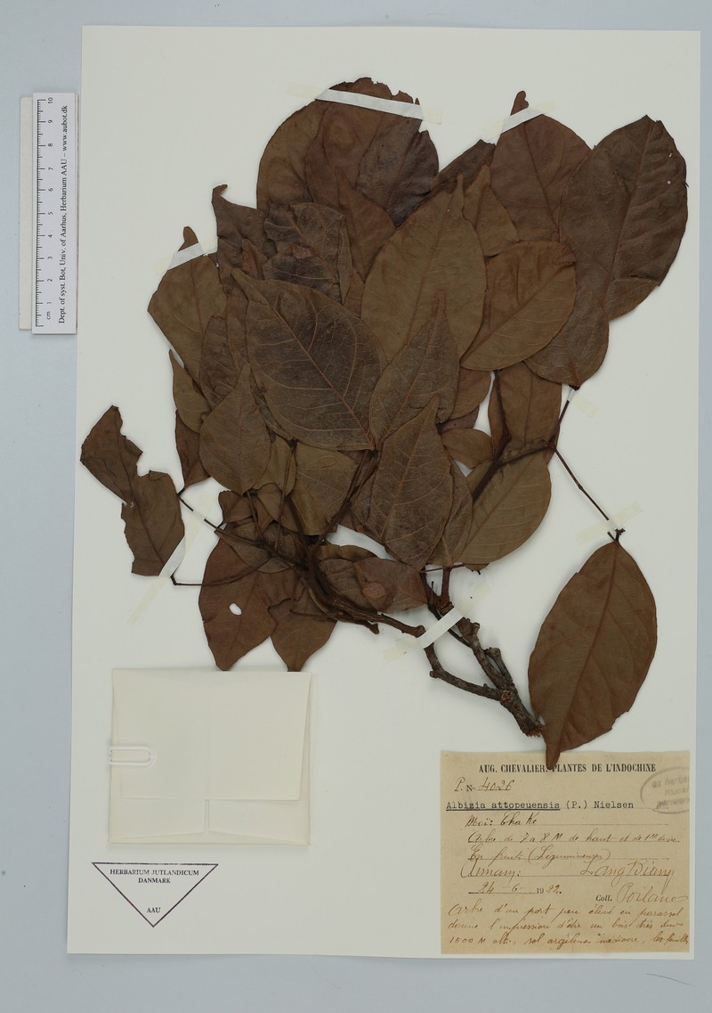Albizia attopeuensis photo 5