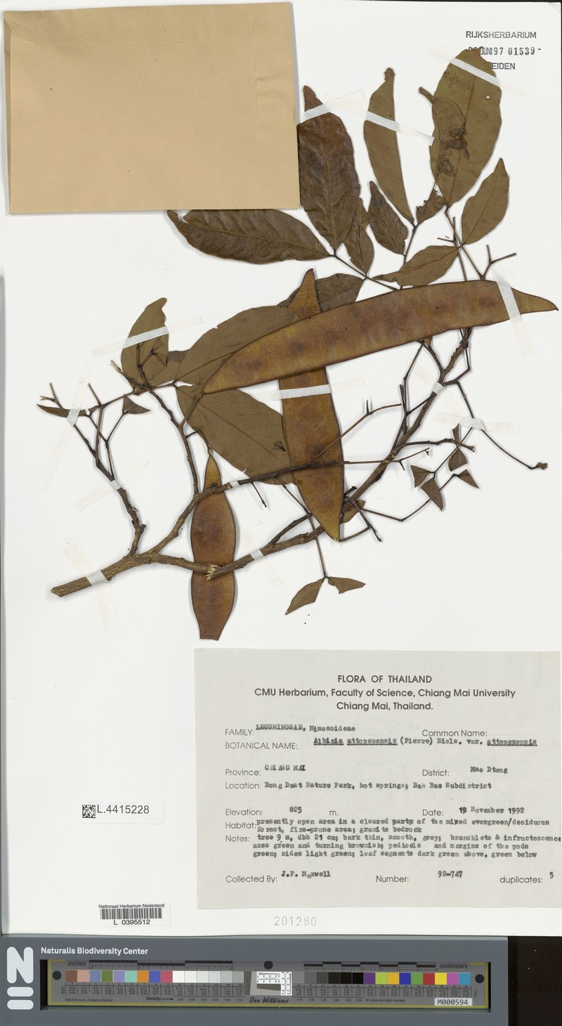 Albizia attopeuensis var. attopeuensis