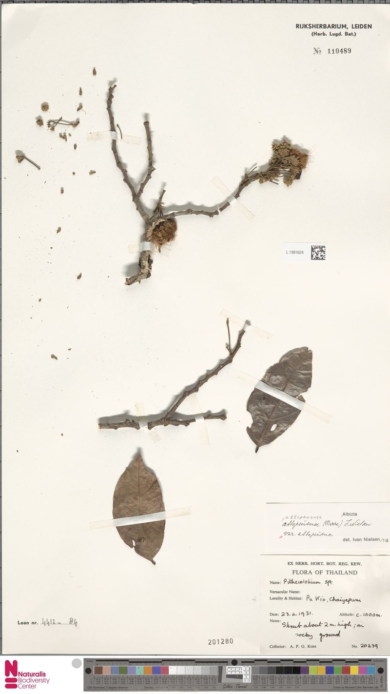 Albizia attopeuensis var. attopeuensis photo 2
