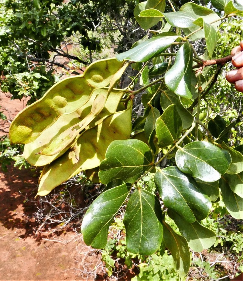 Albizia aurisparsa