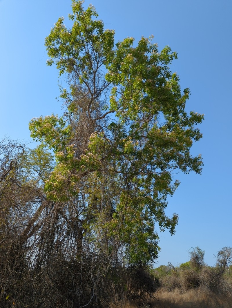 Albizia aurisparsa photo 2