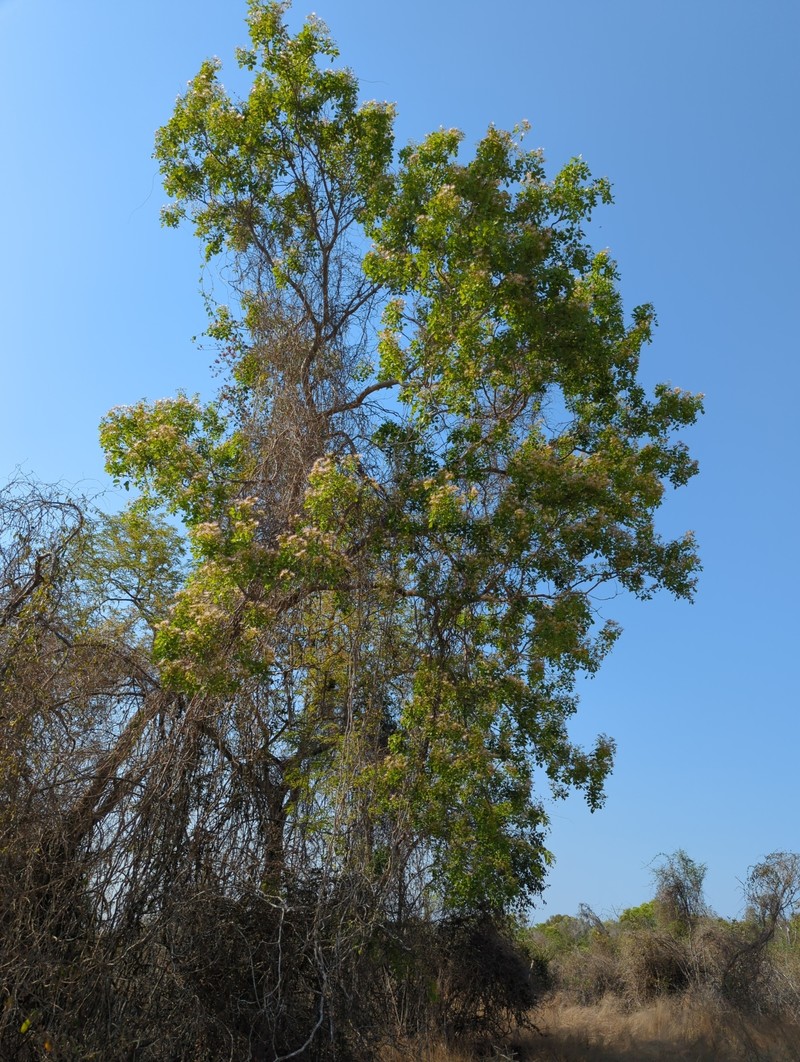 Albizia aurisparsa photo 4