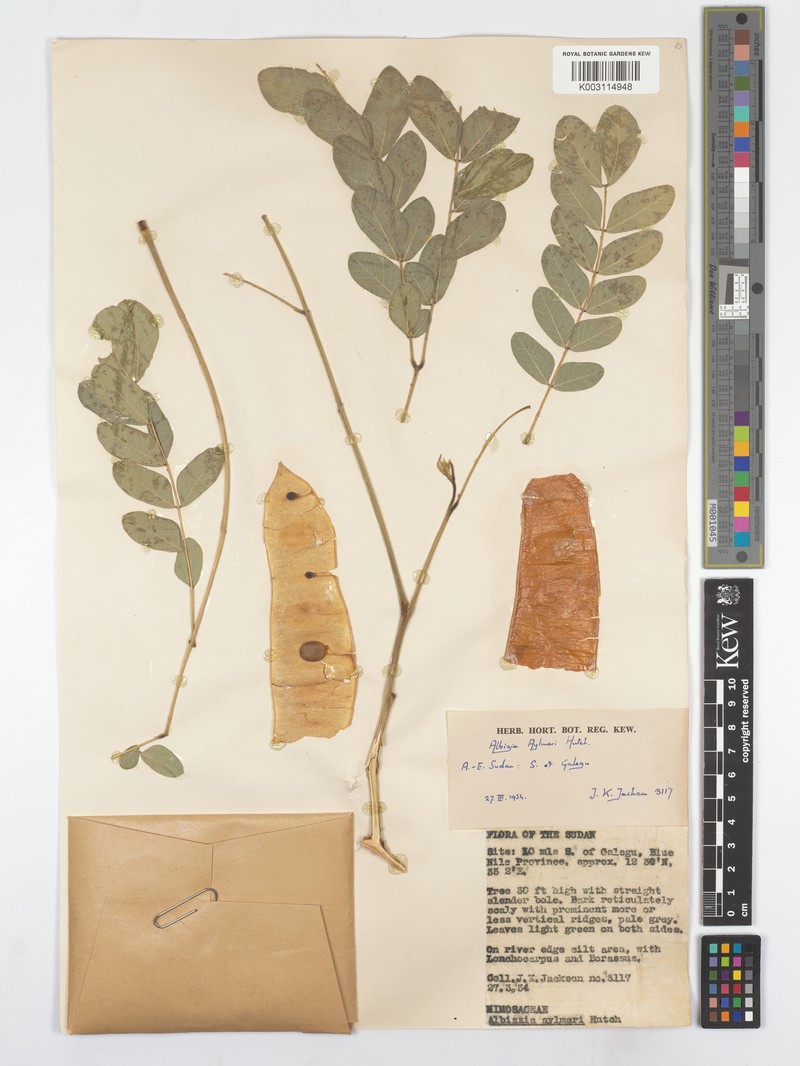 Albizia aylmeri