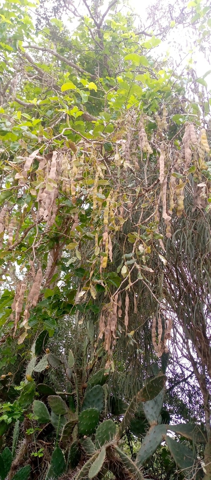 Albizia balabaka