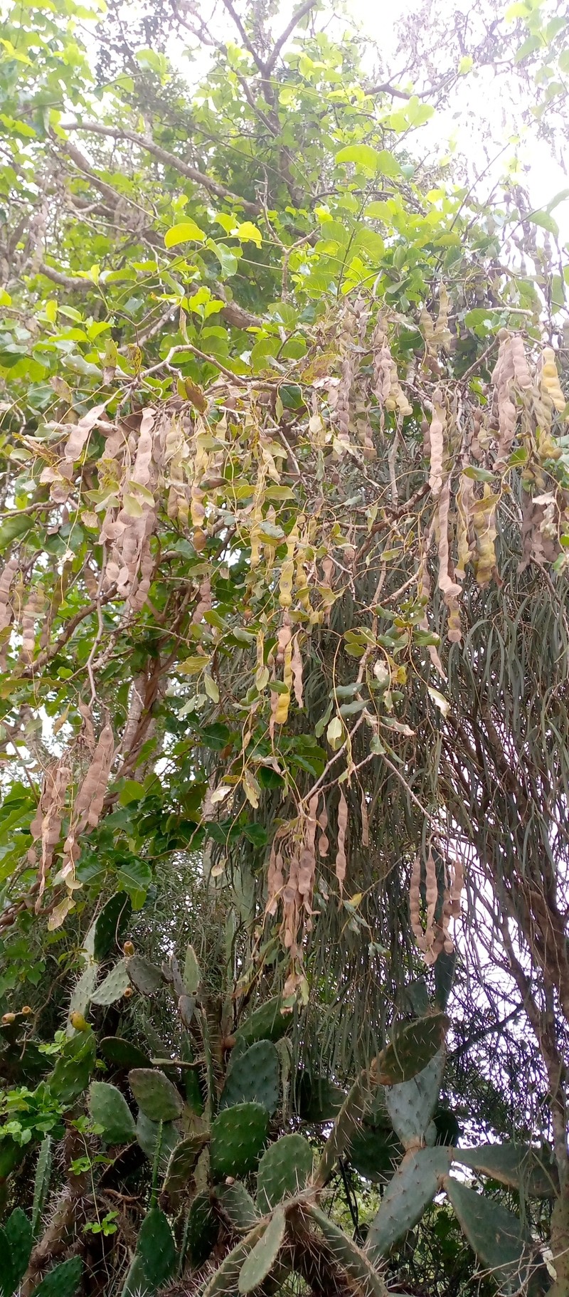 Albizia balabaka photo 2