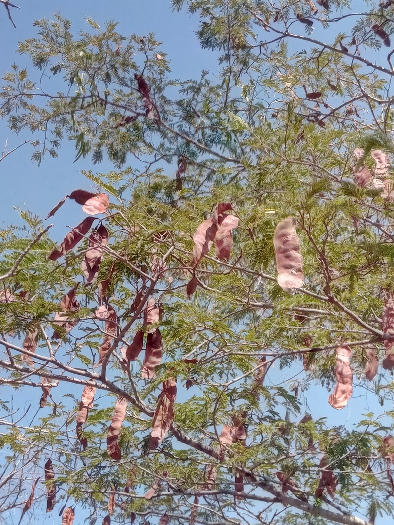 Albizia bernieri
