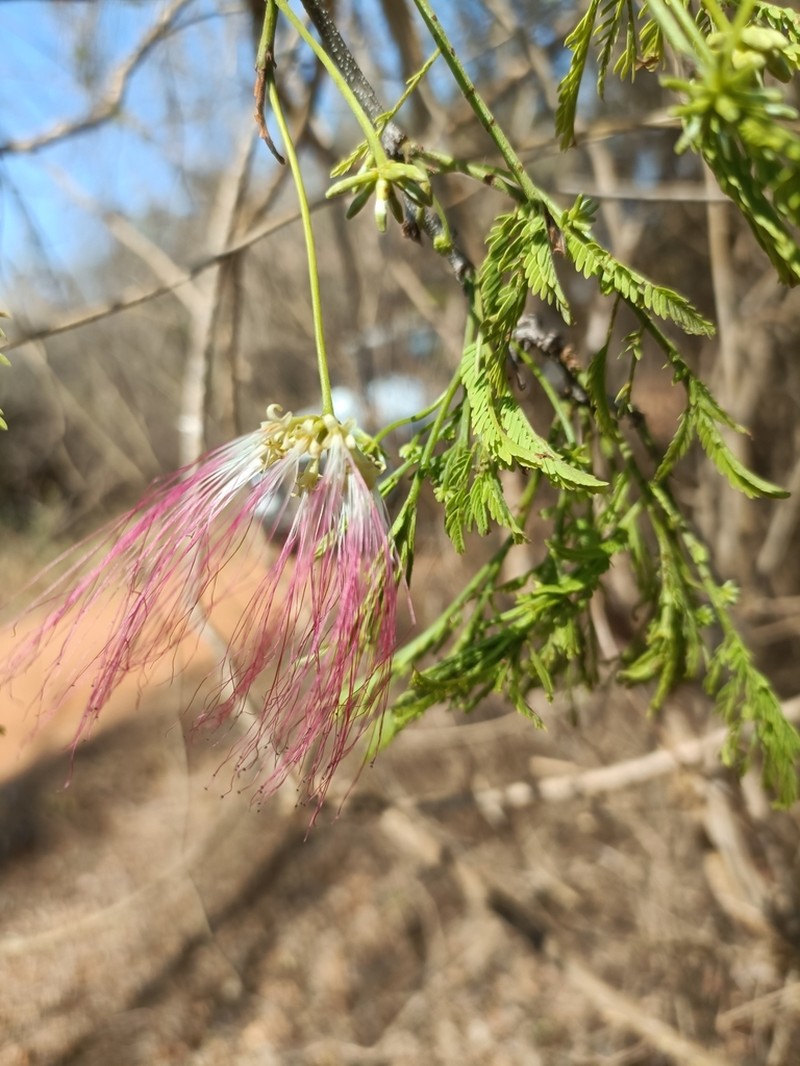Albizia bernieri photo 2