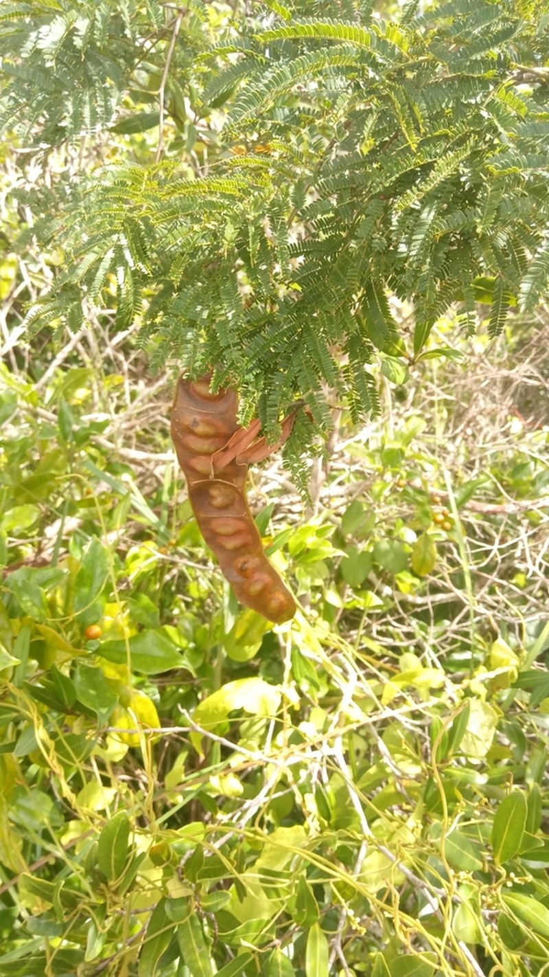 Albizia bernieri photo 3