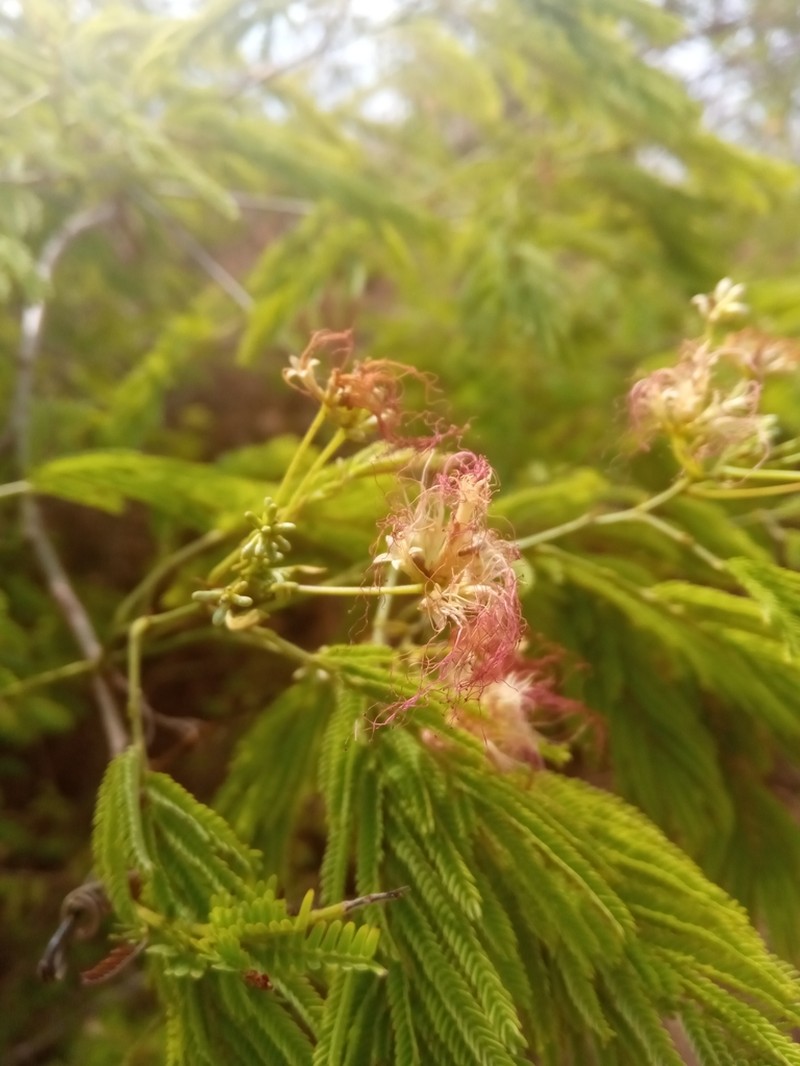 Albizia bernieri photo 5