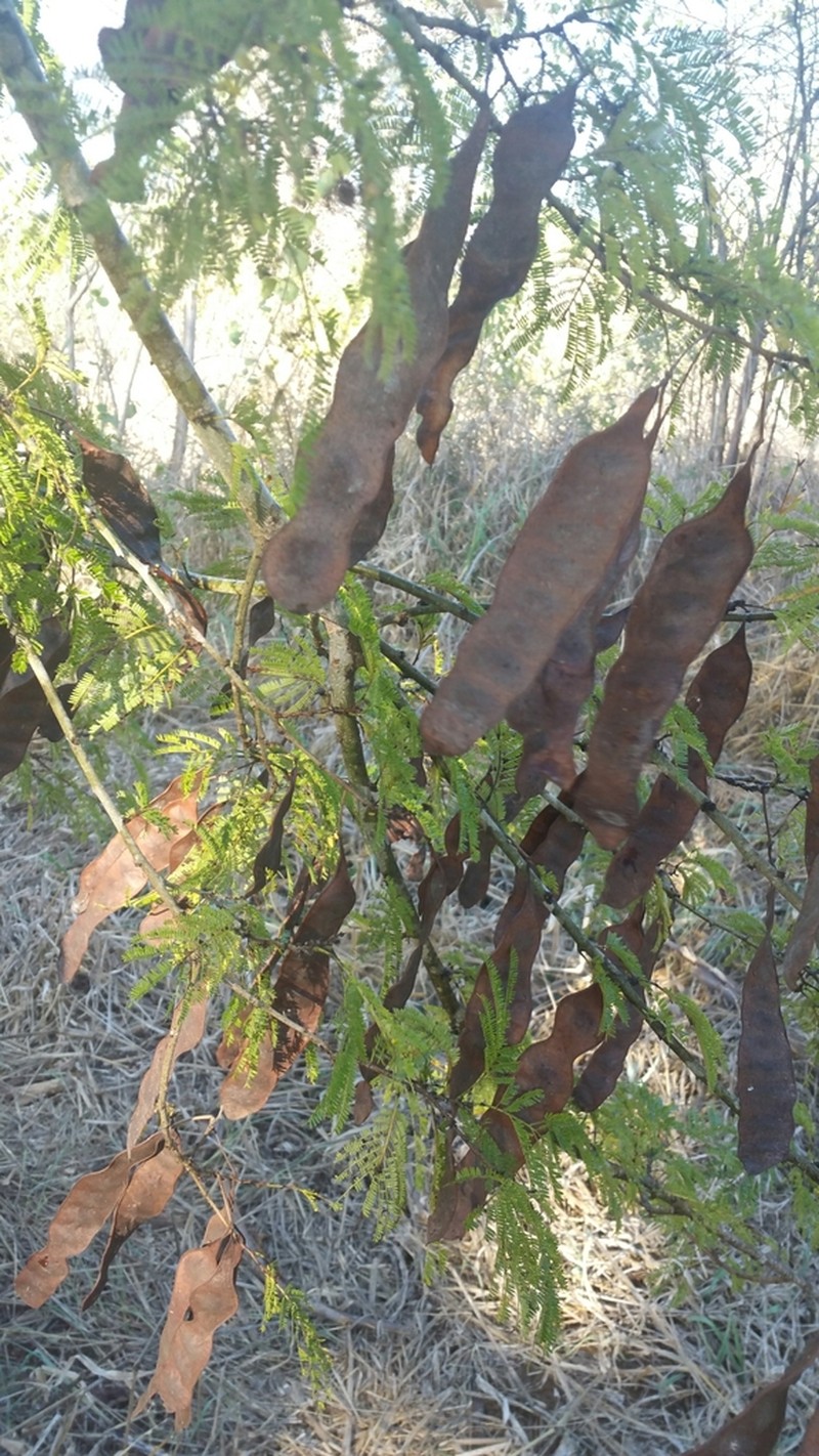 Albizia bernieri photo 7
