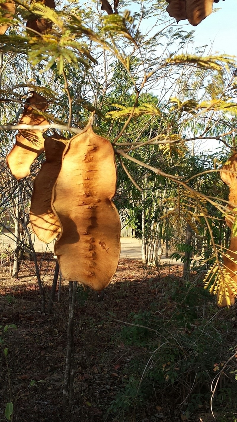 Albizia boinensis