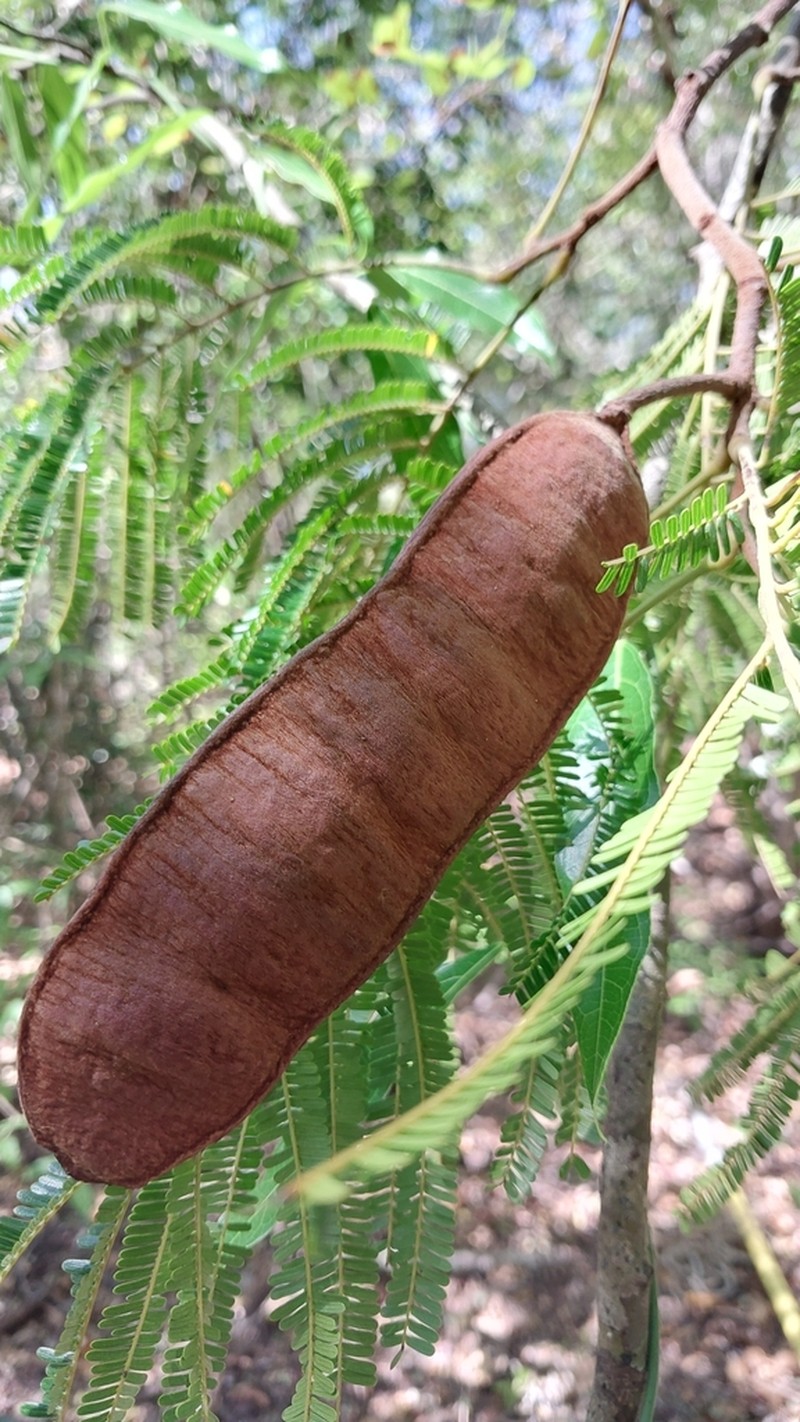 Albizia boinensis photo 2