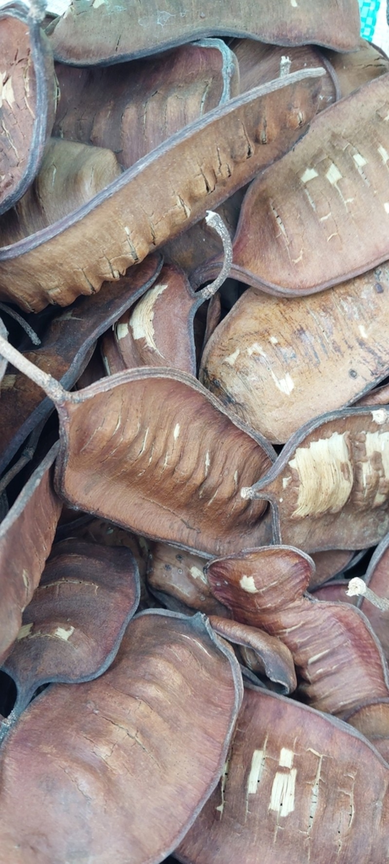 Albizia boinensis photo 3