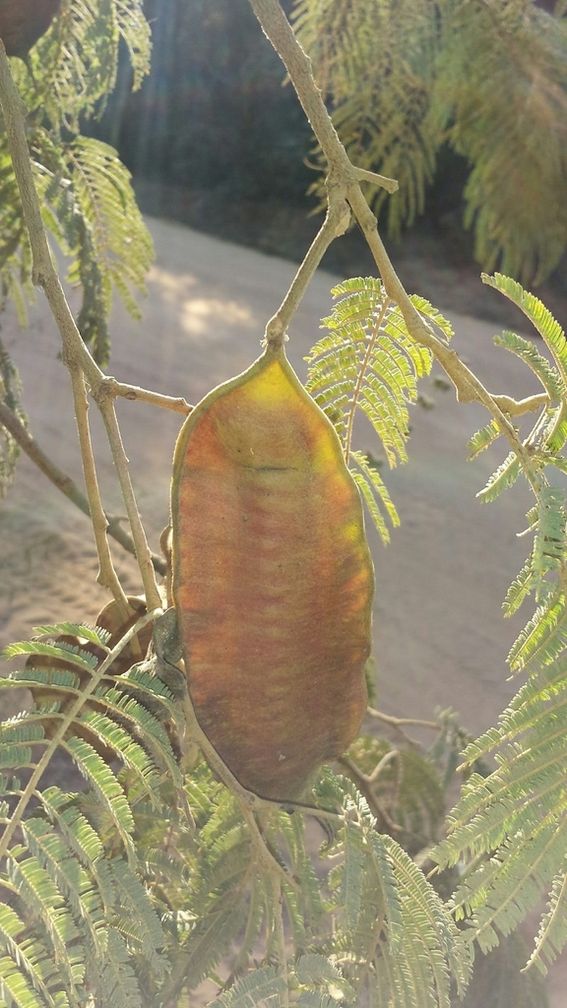 Albizia boinensis photo 5