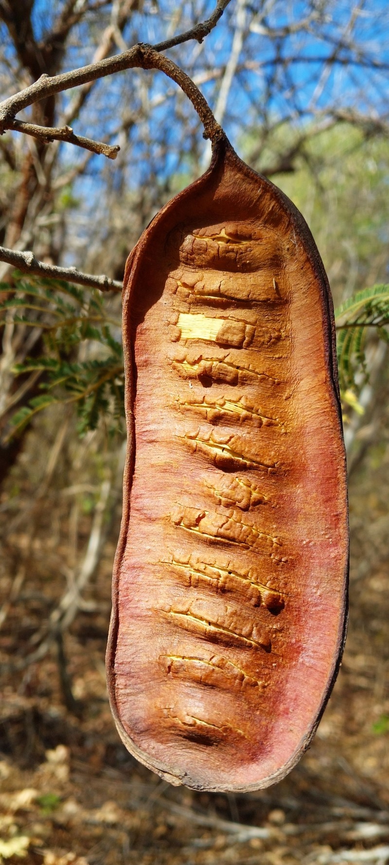 Albizia boinensis photo 6