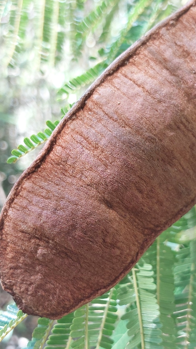 Albizia boinensis photo 7