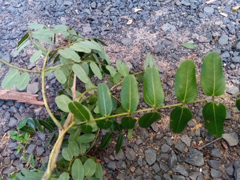 Albizia boivinii