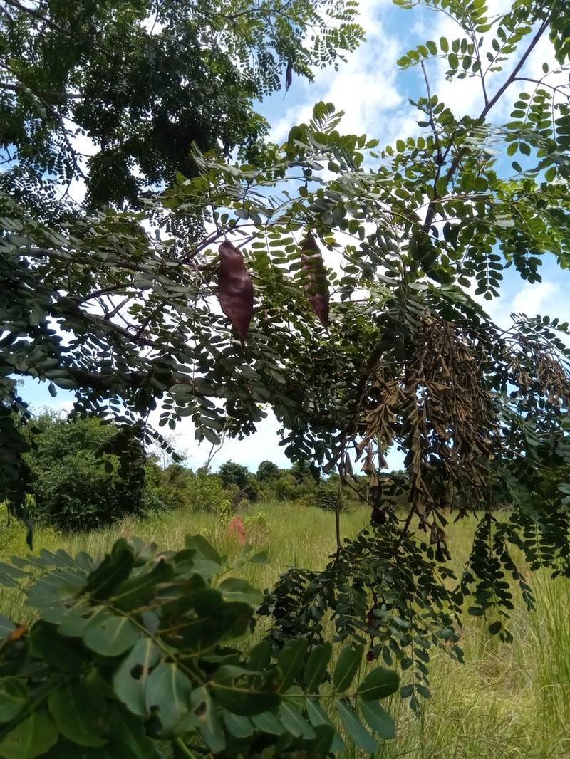 Albizia boivinii photo 2