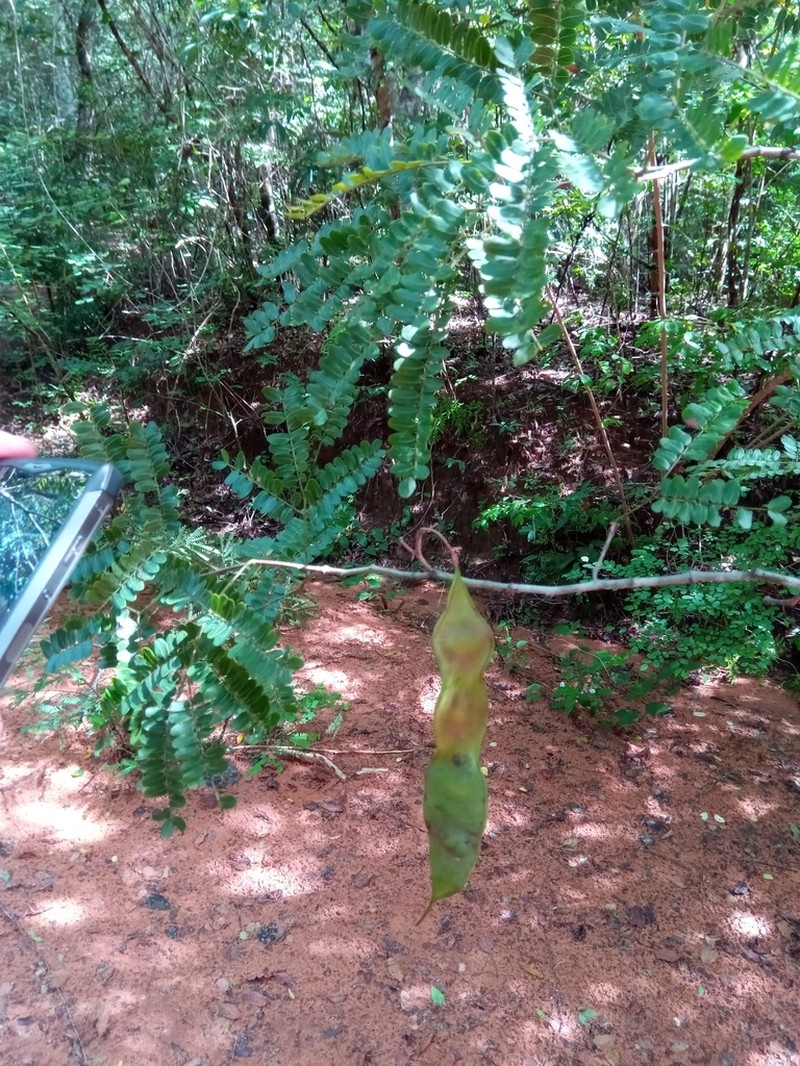 Albizia boivinii photo 3
