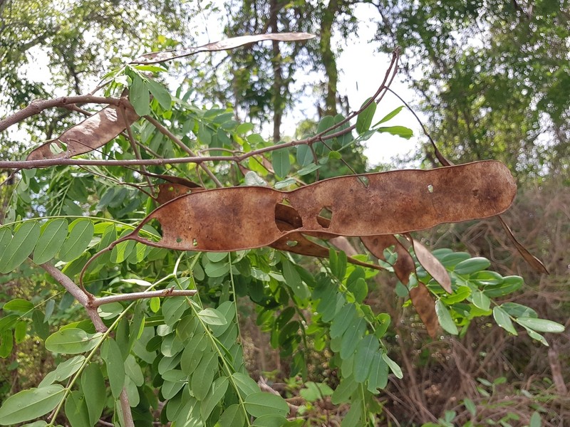 Albizia boivinii photo 4