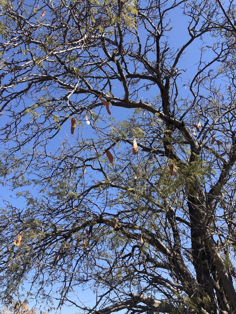 Albizia brevifolia