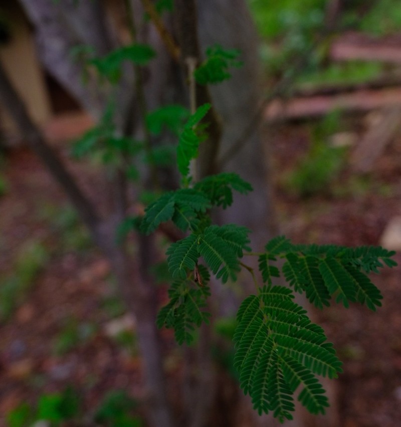 Albizia brevifolia photo 2