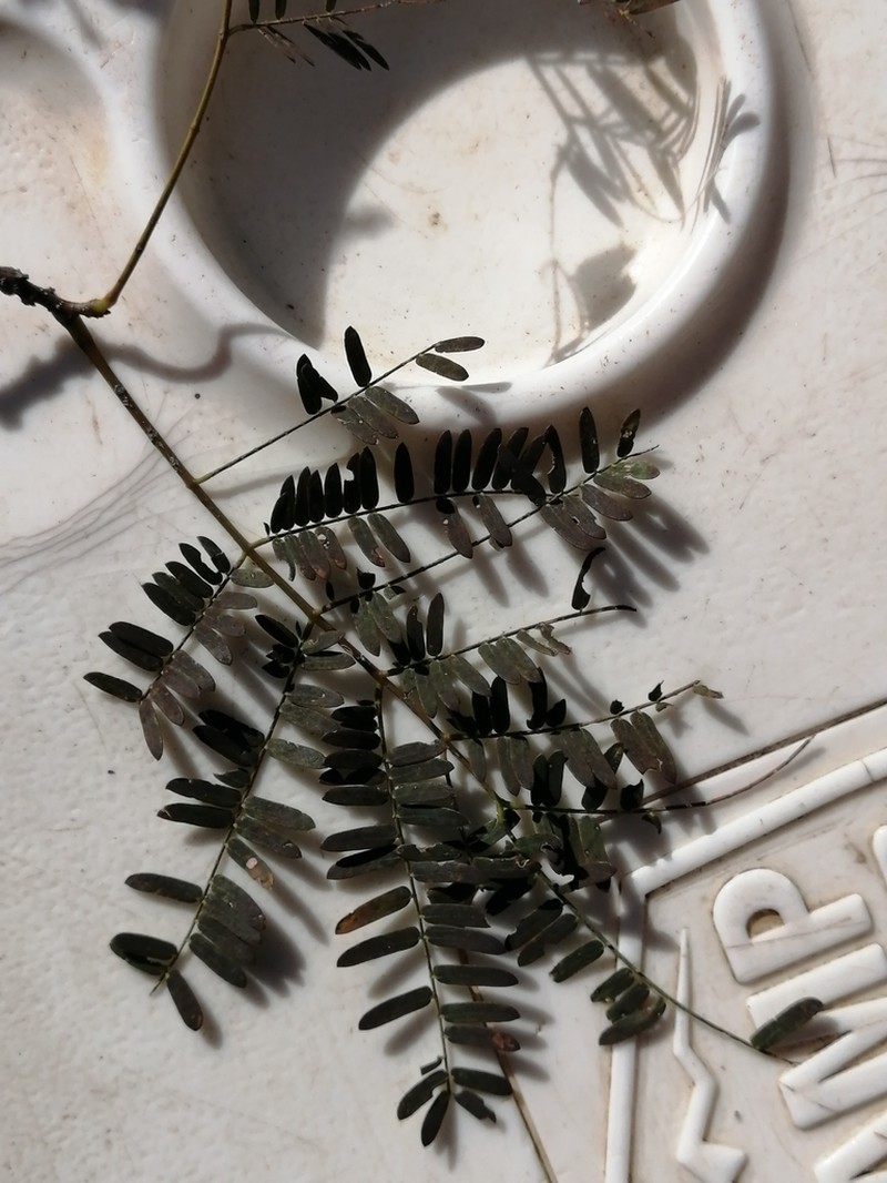 Albizia brevifolia photo 3