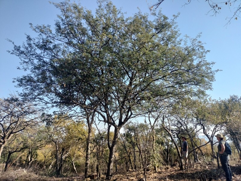 Albizia brevifolia photo 4