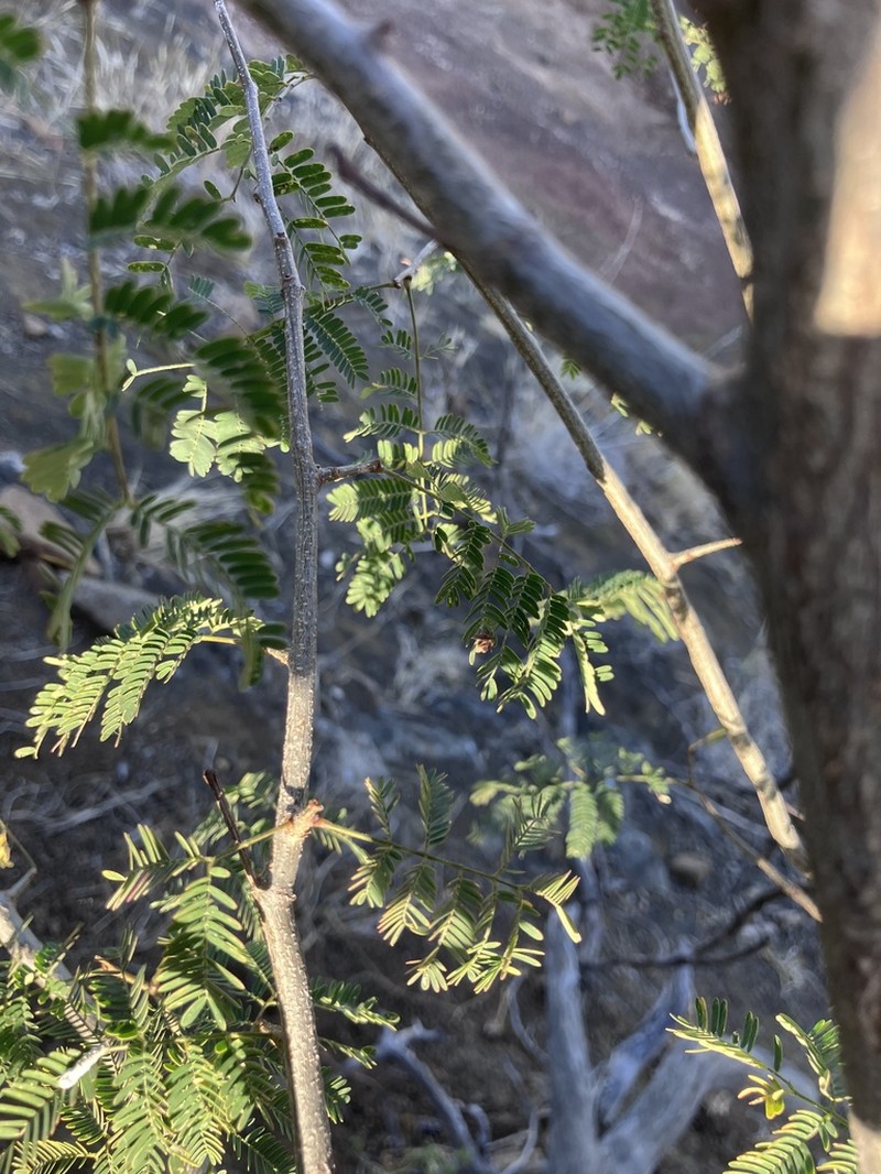 Albizia brevifolia photo 5