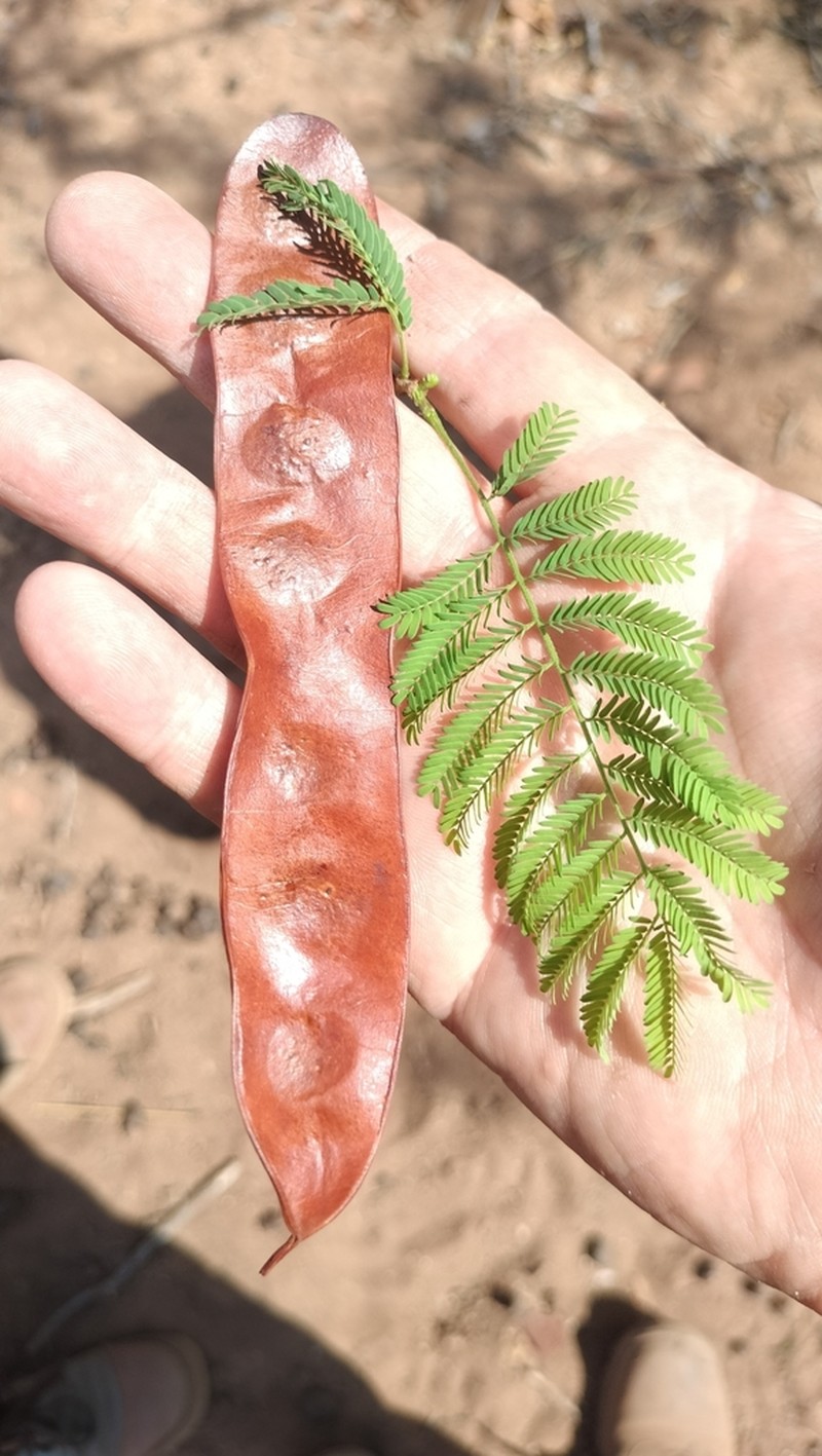 Albizia brevifolia photo 6