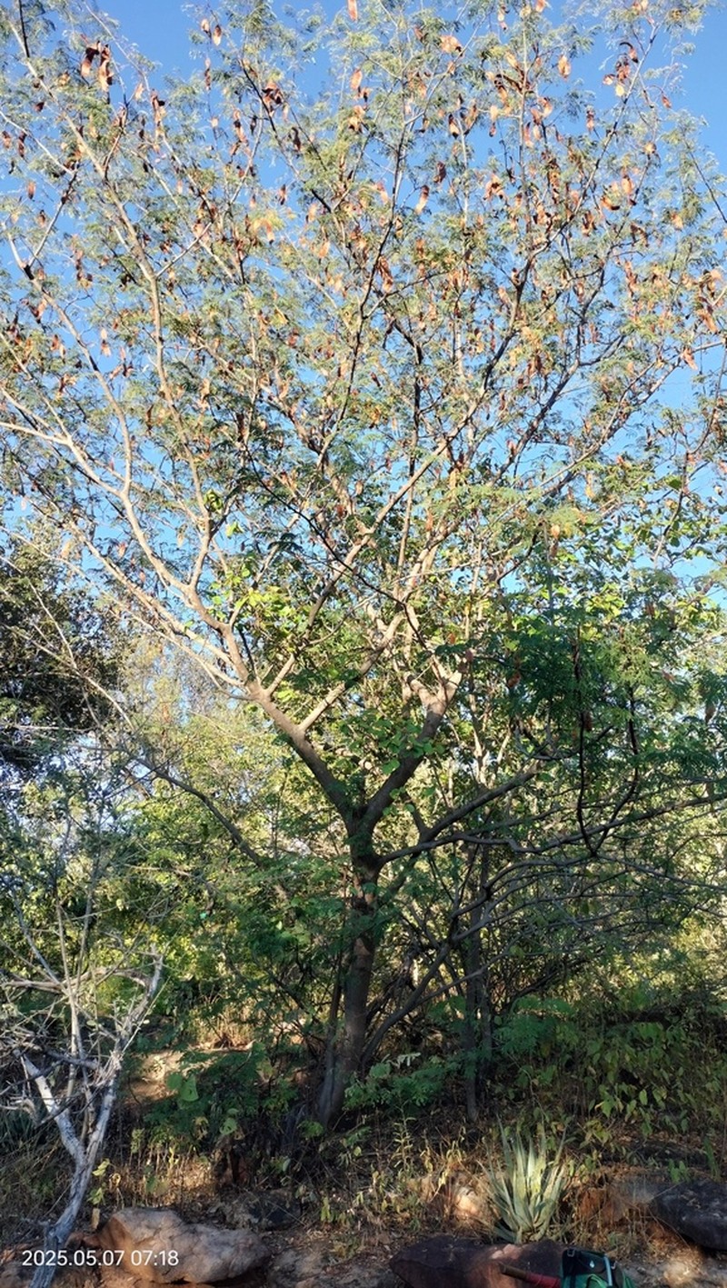 Albizia brevifolia photo 7