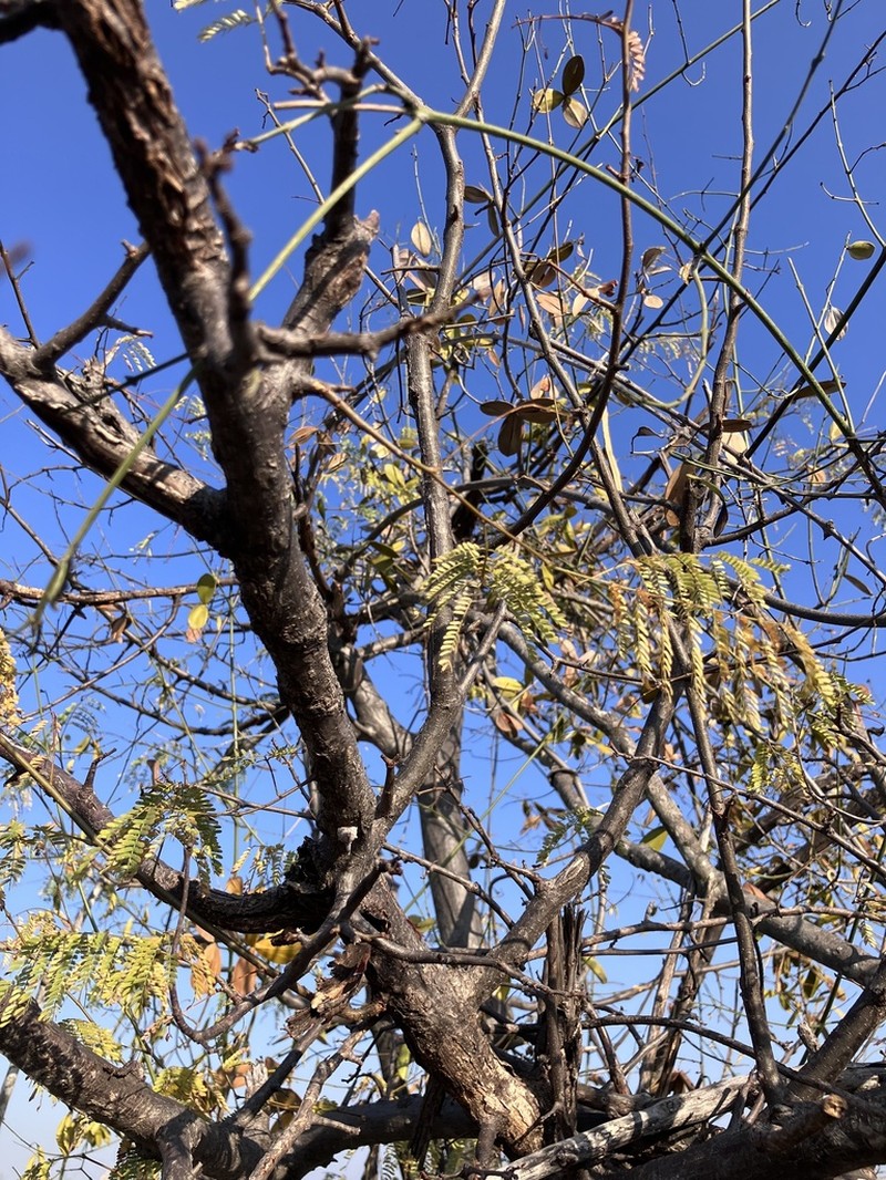 Albizia brevifolia photo 8