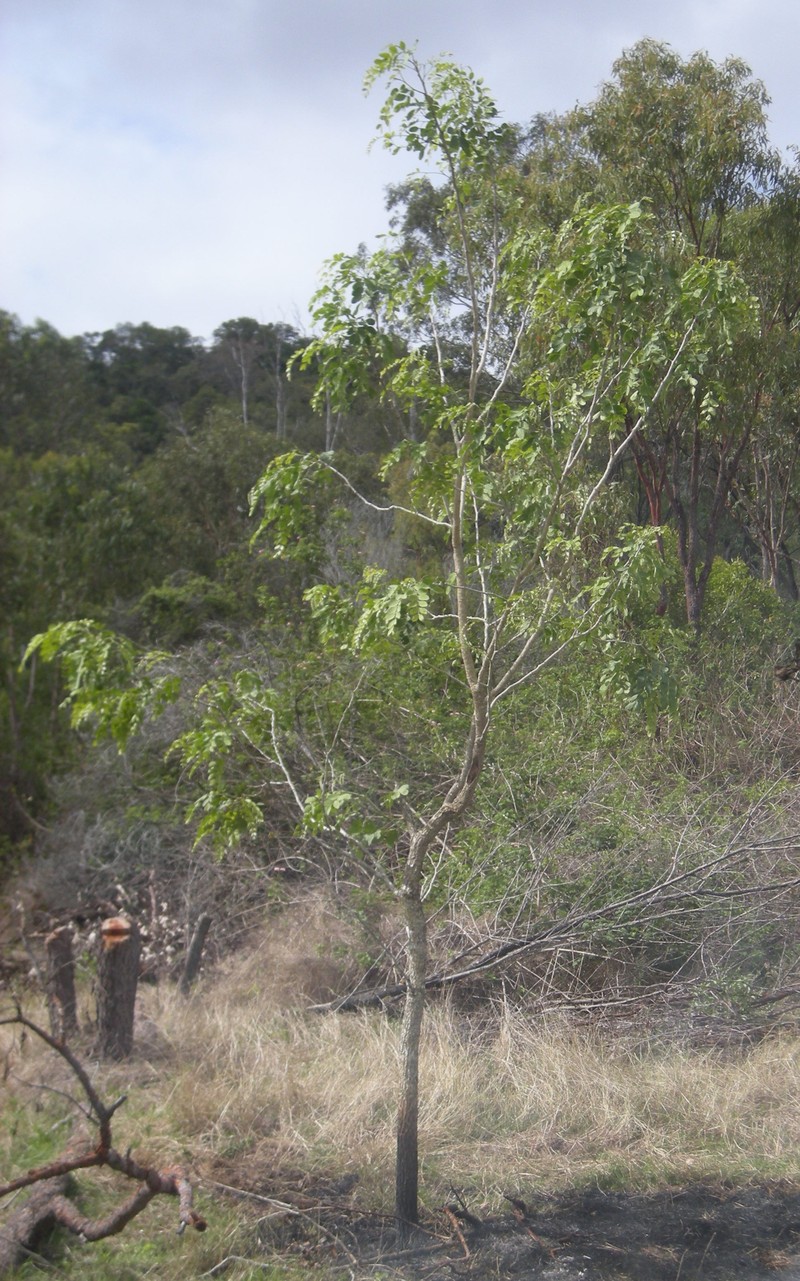 Albizia canescens