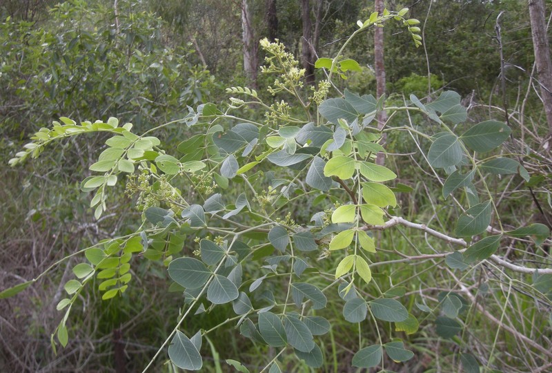 Albizia canescens photo 2