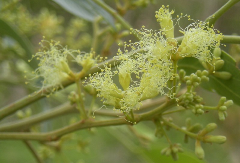 Albizia canescens photo 3
