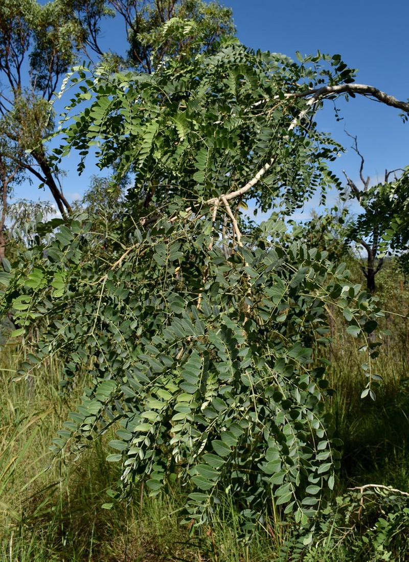 Albizia canescens photo 4