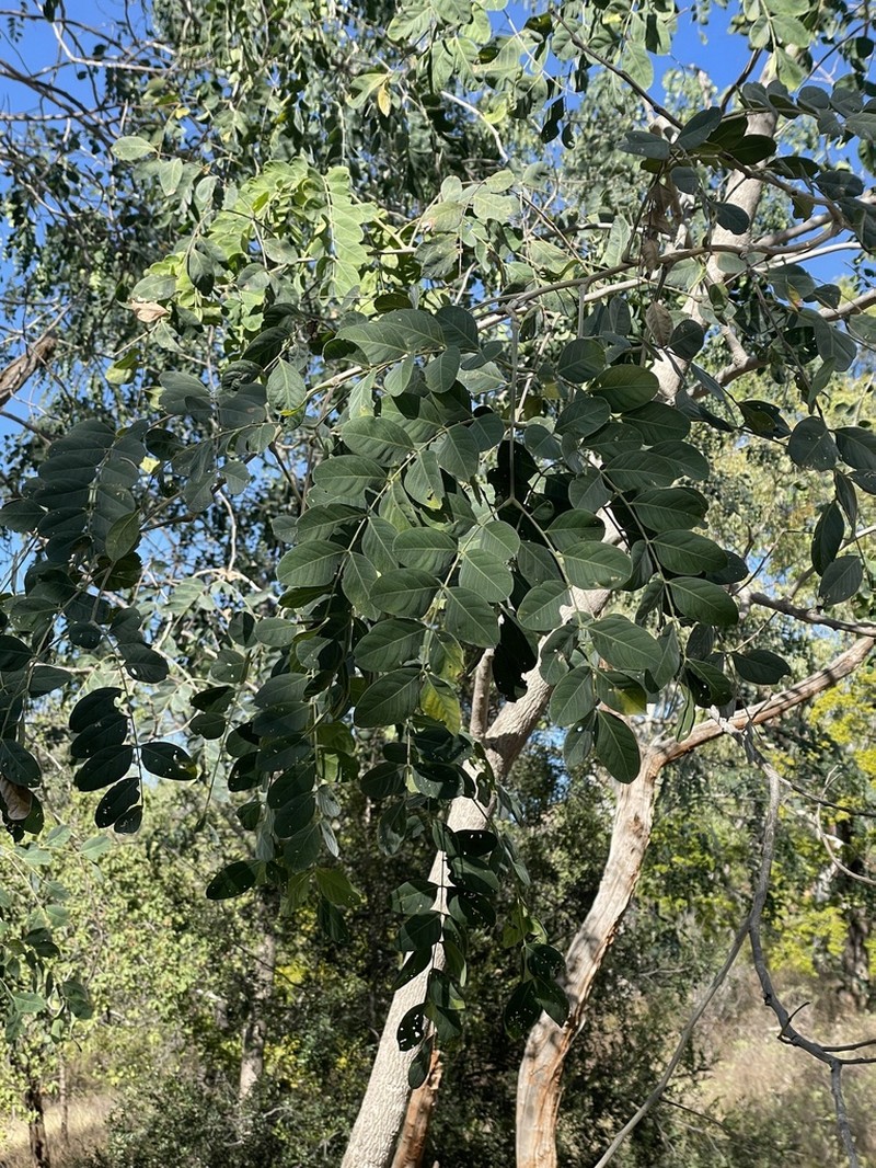 Albizia canescens photo 5