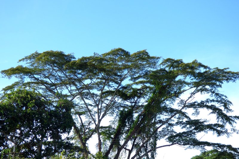 Naked Albizia photo 2