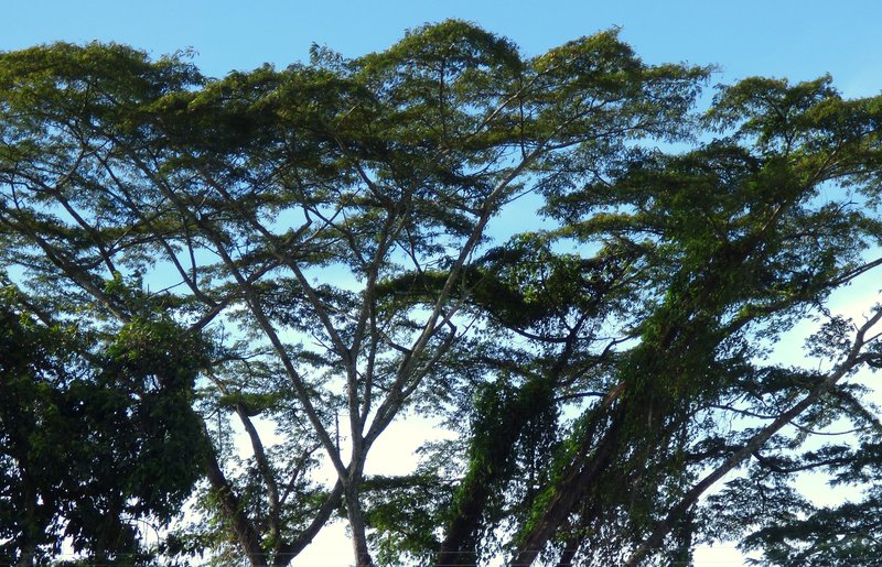 Naked Albizia photo 3