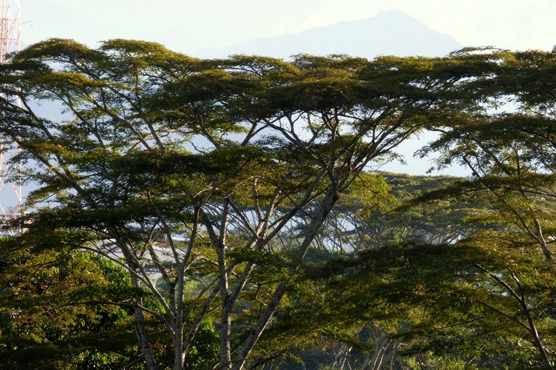 Naked Albizia