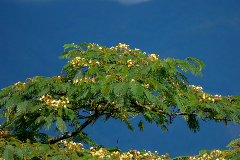 Naked Albizia photo 4