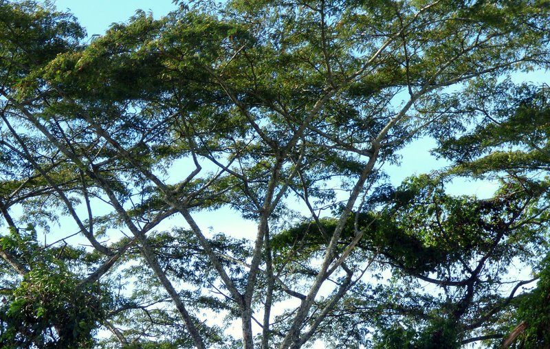Naked Albizia photo 5