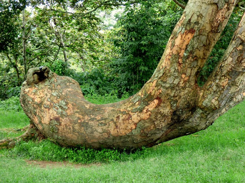 Naked Albizia photo 6