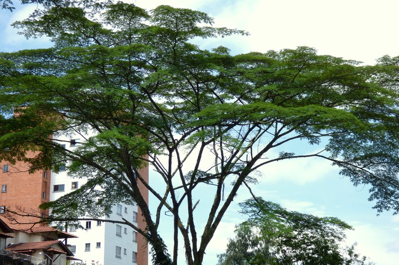 Naked Albizia photo 7