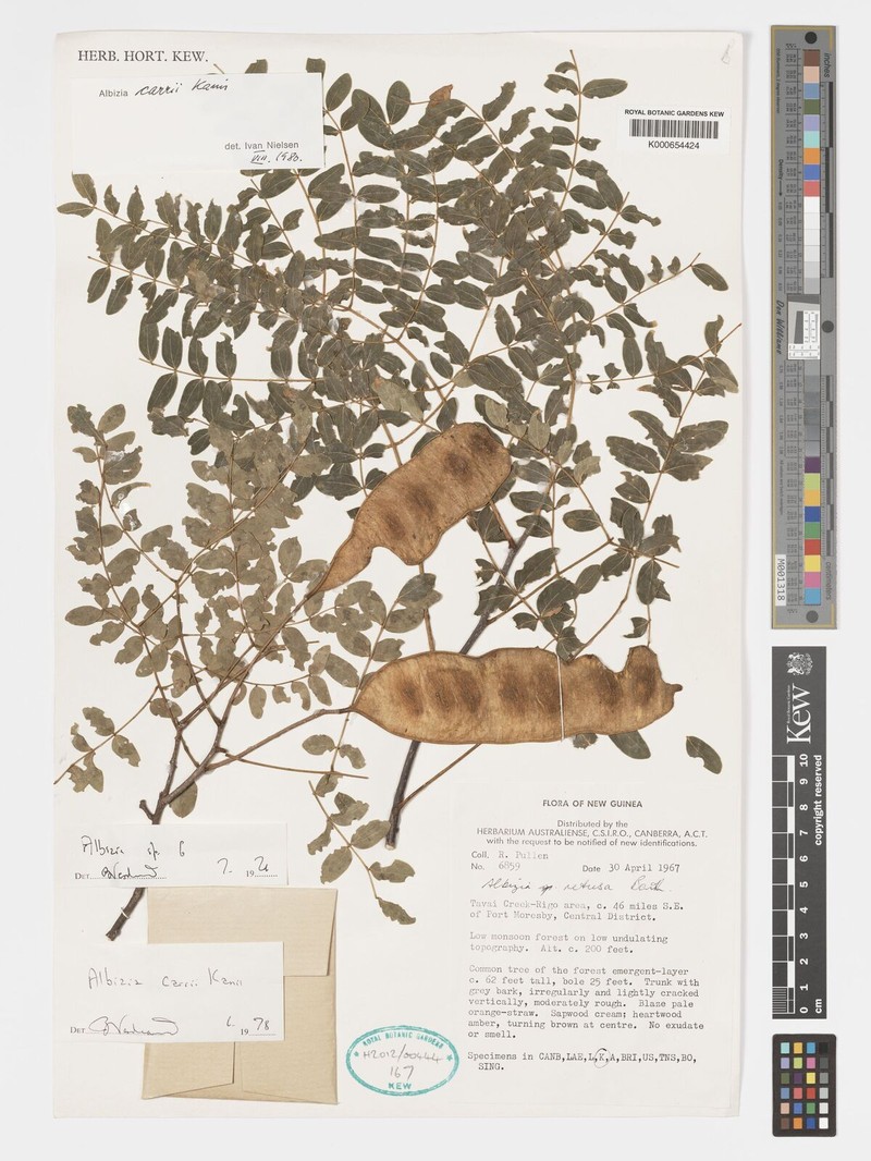 Albizia carrii
