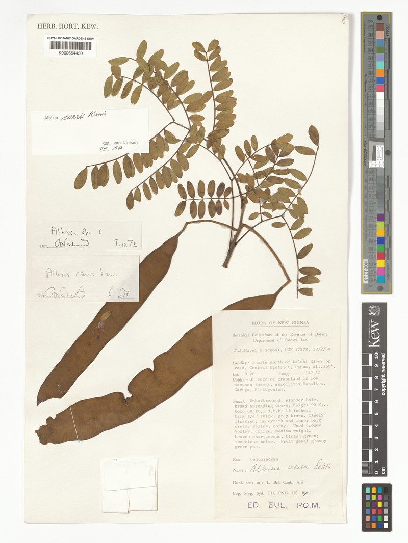 Albizia carrii photo 4