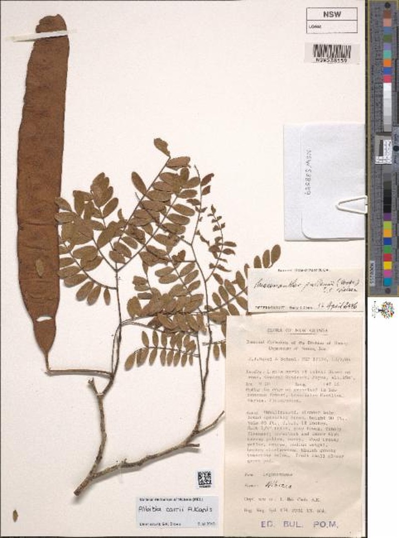 Albizia carrii photo 5