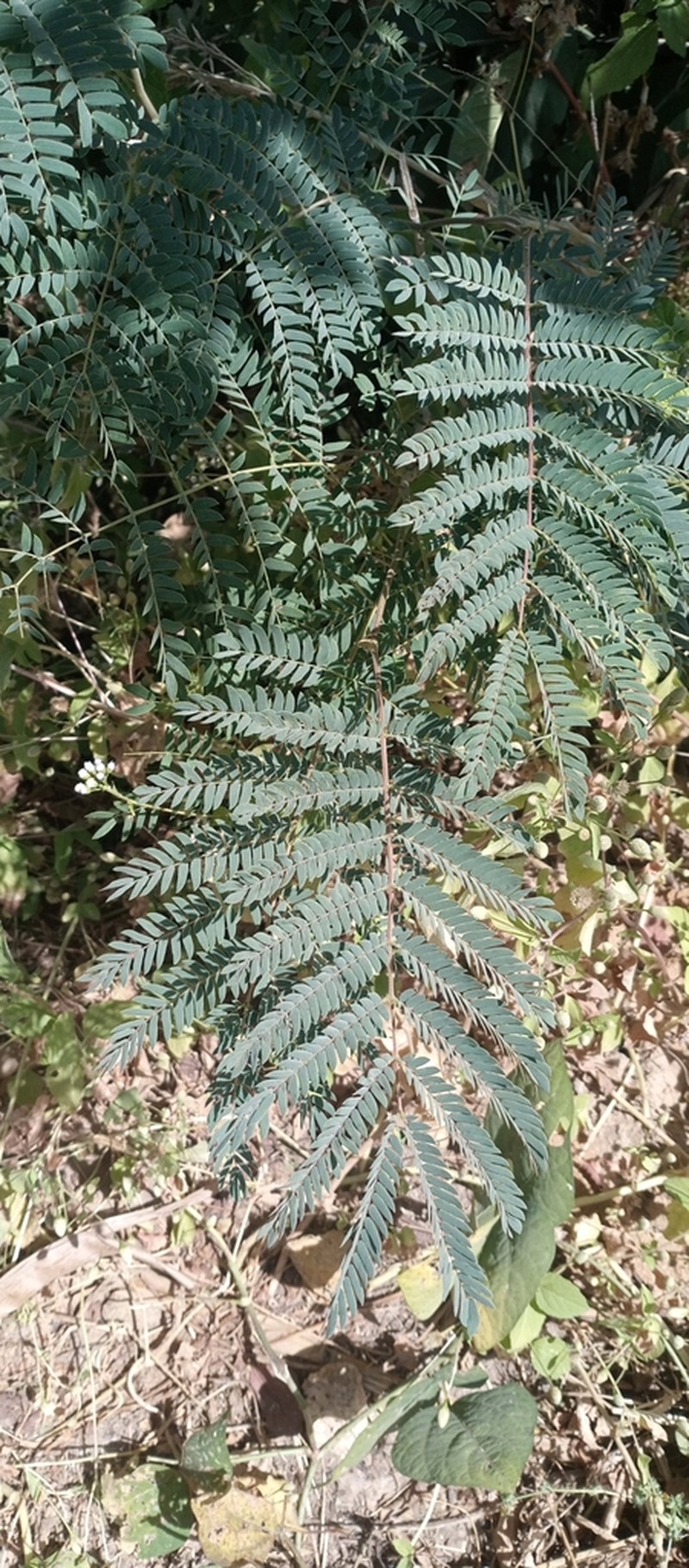 Albizia chevalieri
